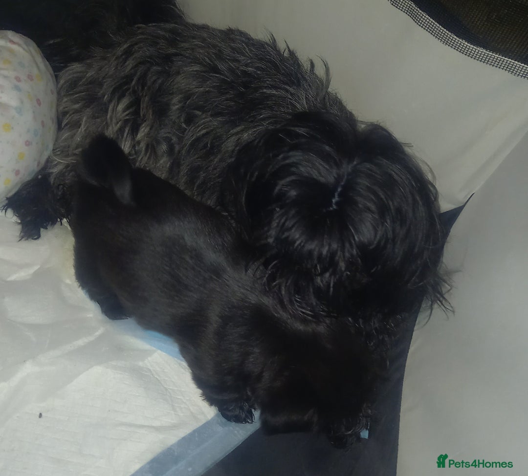 Shorkie dogs for sale: Beautiful shorkie babies  - Advert 11