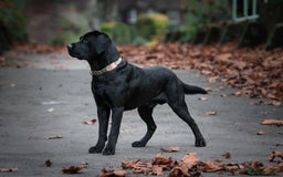 Labrador Retriever dogs for stud: Labrador stud dog produces black yellow chocolate - Image 1