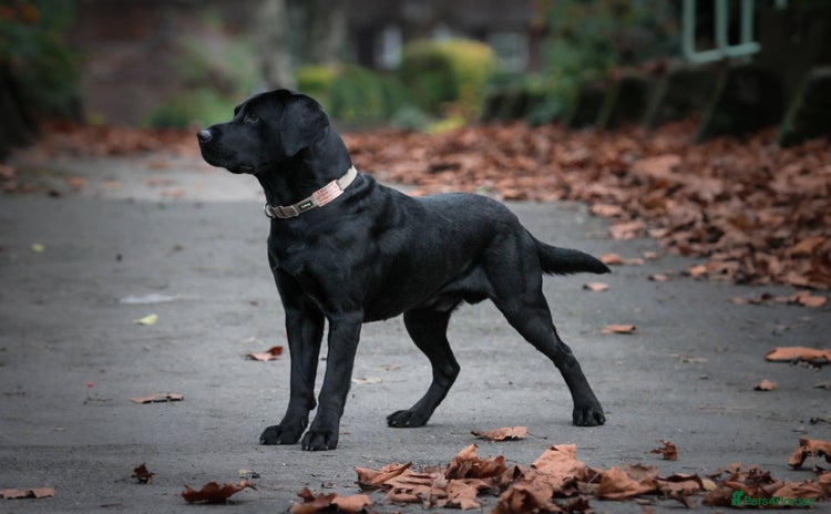 Labrador Retriever dogs - Advert 3