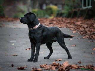 Labrador Retriever dogs - Advert 33