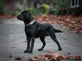 Labrador Retriever dogs Labrador stud dog produces black yellow chocolate - Advert 23