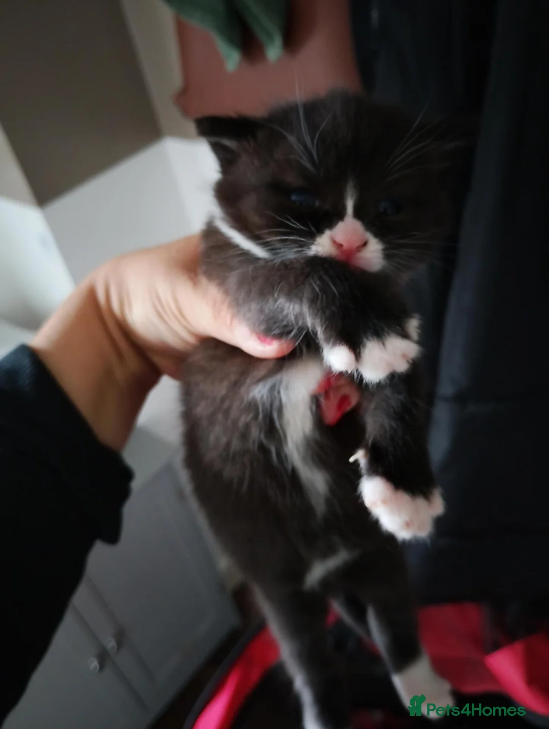 British Shorthair cats for sale: British short hair x - Advert 2