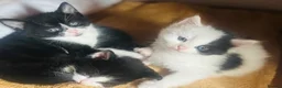 Mixed Breed cats for sale: Beautiful Kittens 🐱  - Advert 3