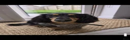 Dachshund dogs for stud: 🐾 KC REGISTERED SILVER DAPPLE MINI Daschund 🐾 - Advert 4