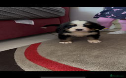 Bernese Mountain Dog dogs for sale: KC Reg Bernese Mountain Dog Puppies - Image 11