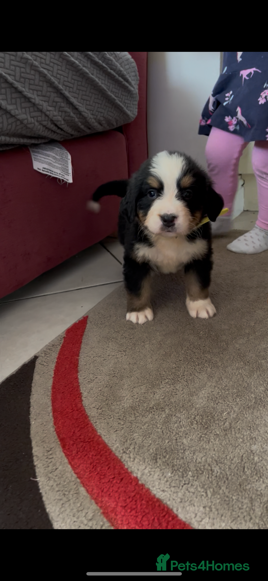 Bernese Mountain Dog dogs for sale: KC Reg Bernese Mountain Dog Puppies - Image 11