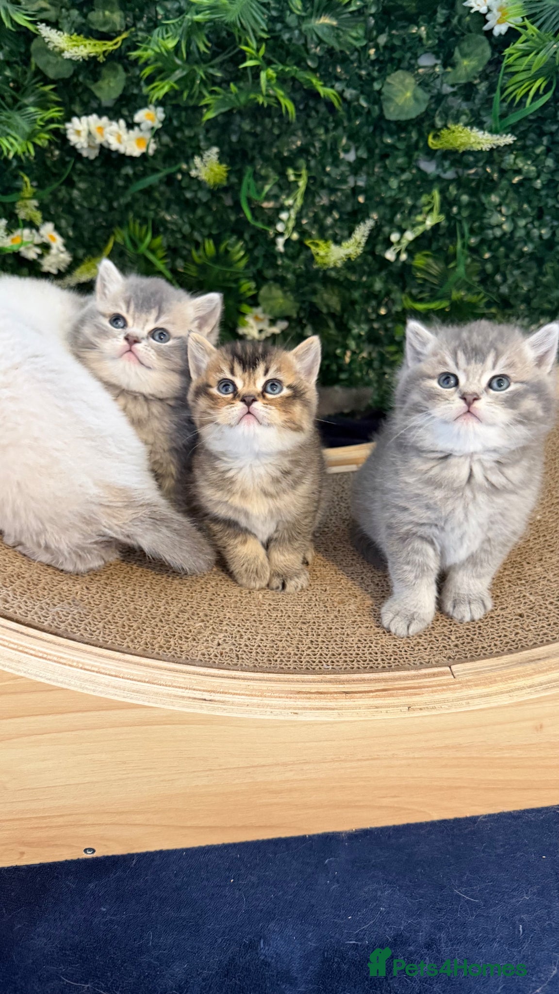 Scottish Fold cats 🏆 Champion Bloodlines Scottish Fold Kittens 🥇 - Advert 12