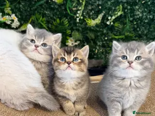 Scottish Fold cats 🏆 Champion Bloodlines Scottish Fold Kittens 🥇 - Advert 12