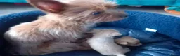 Chorkie dogs for sale:  **  Chorkie puppies in Towcester - Advert 14