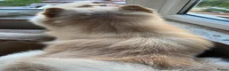 Chow Chow dogs for sale: Male chow chow  in Birmingham - Advert 6