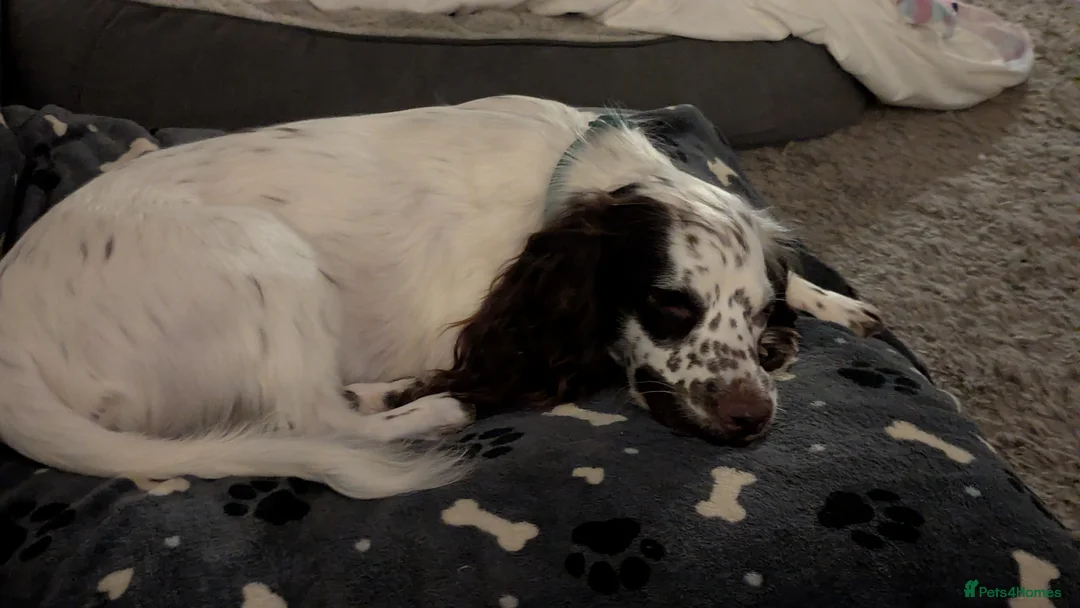 Sprocker dogs for sale: Murphy - Advert 3