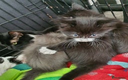 British Shorthair cats for sale: 3 beautiful kittens wanting their forever home 🏡  - Image 8