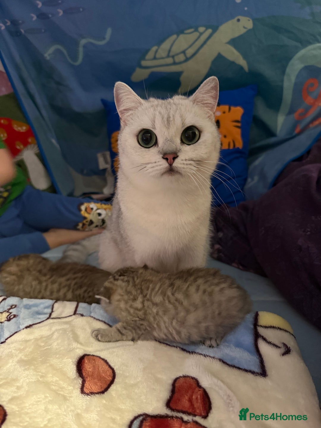 British Shorthair cats for sale: Champion British shorthair kitten  - Advert 2