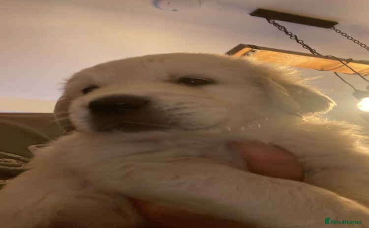 Golden Retriever dogs - Advert 4