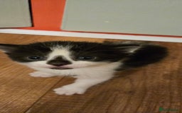 Mixed Breed cats for sale: Pretty black and white fluffy kittens - Image 15