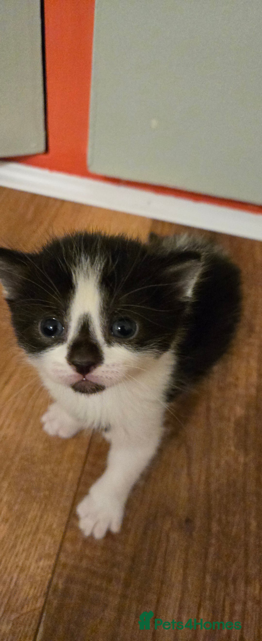 Mixed Breed cats for sale: Pretty black and white fluffy kittens - Image 15