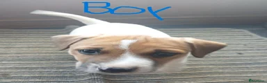 Jack Russell 2