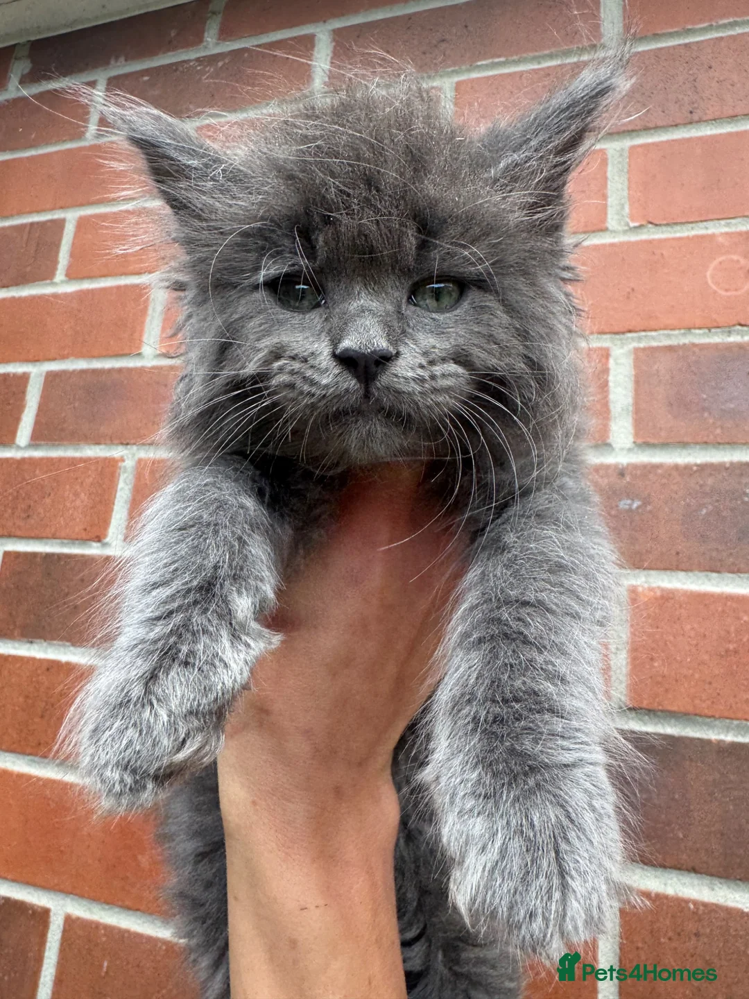 Ragcoon cats for sale: Ragdoll Maine Coon Babies - Advert 1