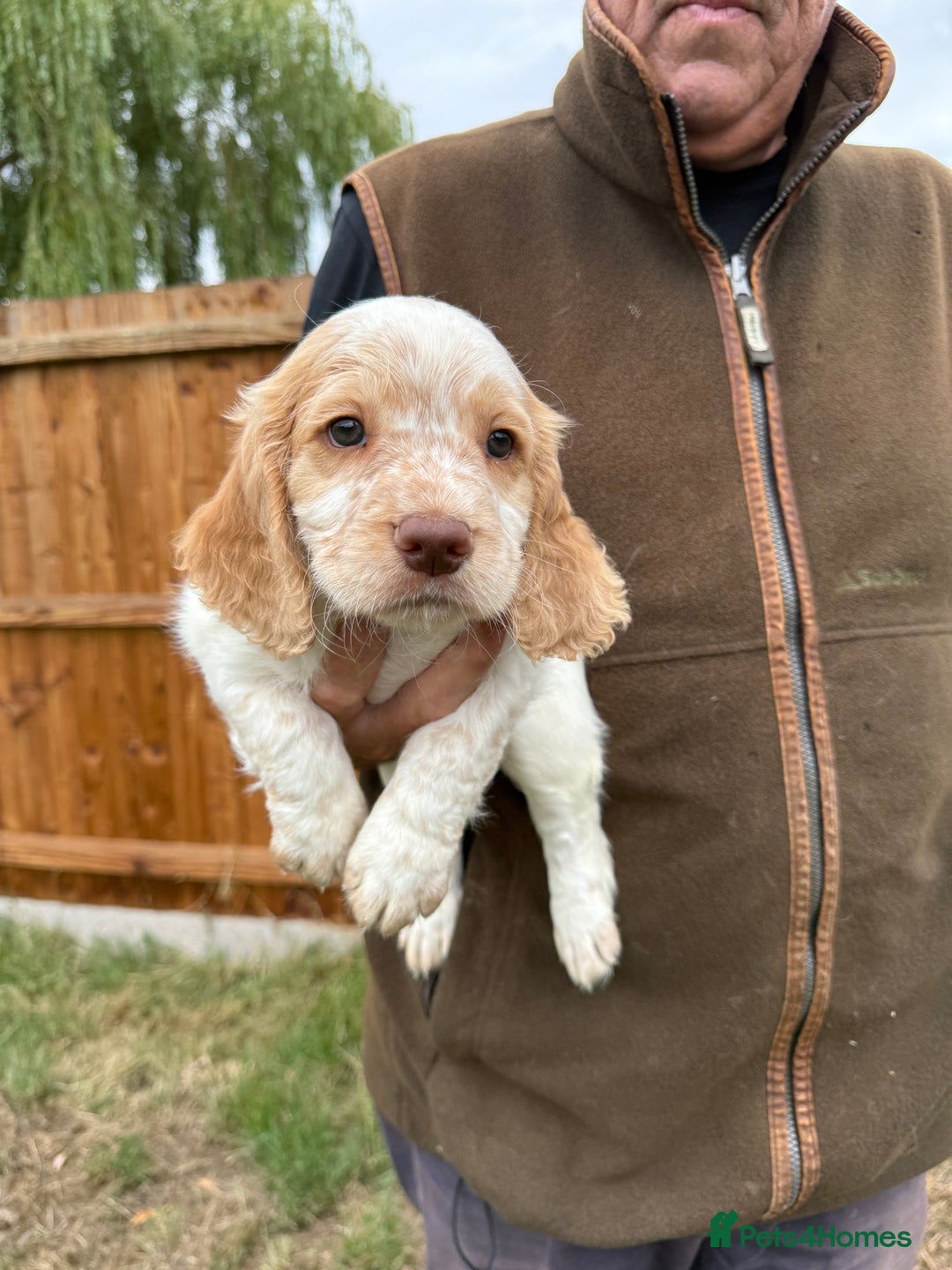 Cocker Spaniel dogs for sale: Fantastic KC REG cocker spaniel pups  - Image 7