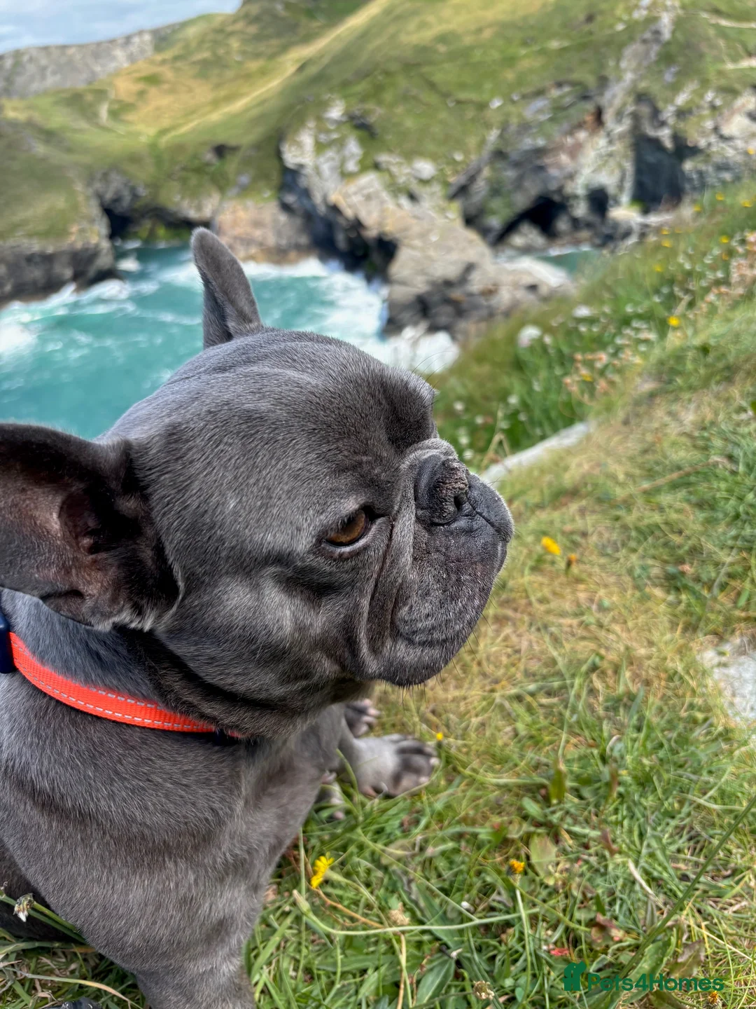 French Bulldog dogs for sale: Looking for forever home for Winnie - Advert 1