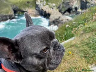 French Bulldog dogs Looking for forever home for Winnie - Advert 1