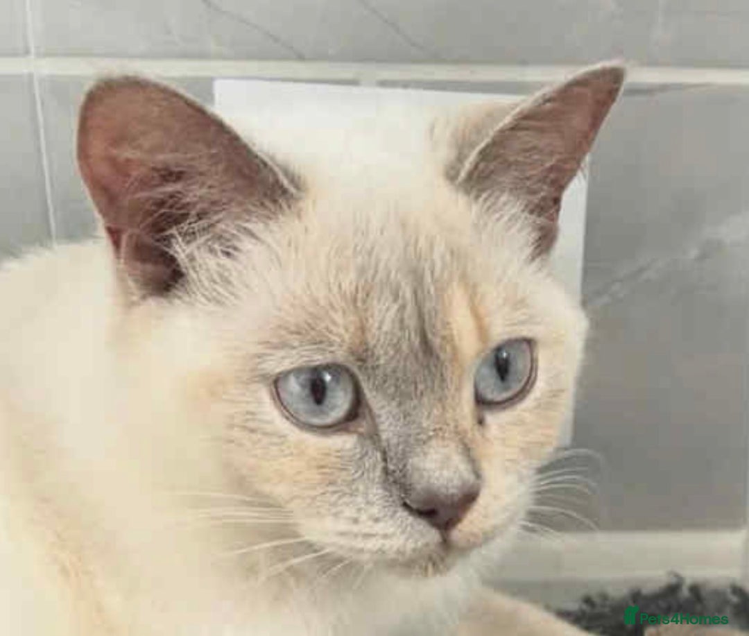 British Shorthair cats for sale: RESCUE HANDREAR Creampoint BSH male - Advert 6