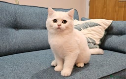 Scottish Fold cats for sale: Excellent Scottish straight kittens  - Image 15