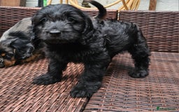 Cockapoo dogs for sale: Cockapoo Puppies - Ready now - Image 5