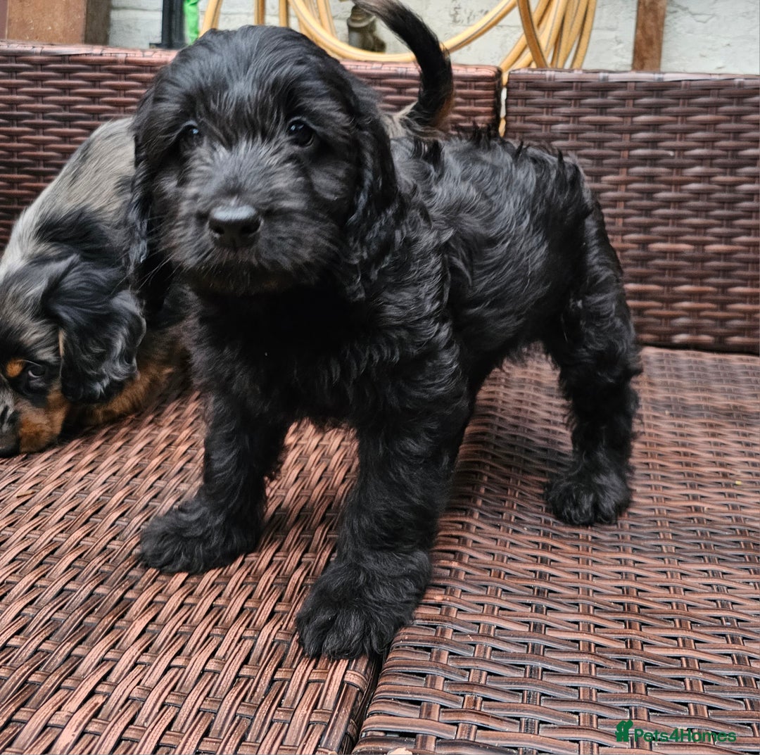 Cockapoo dogs for sale: Cockapoo Puppies - Ready now - Image 5