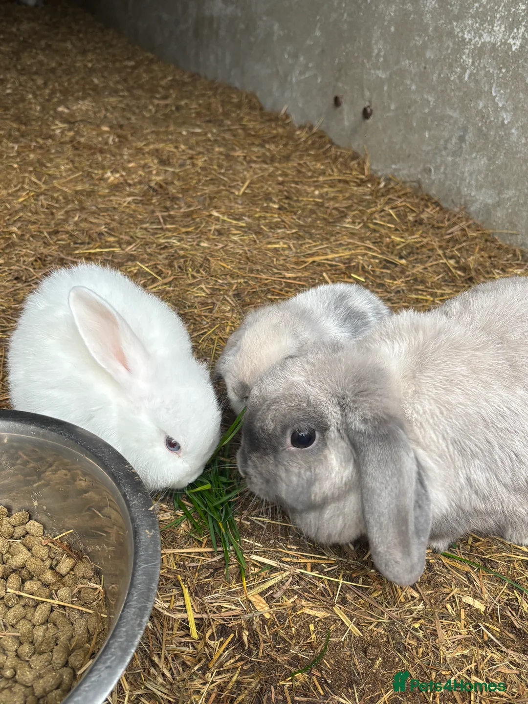 Mini Lop rabbits for sale: beautiful purebred white male mini lops  - Advert 2