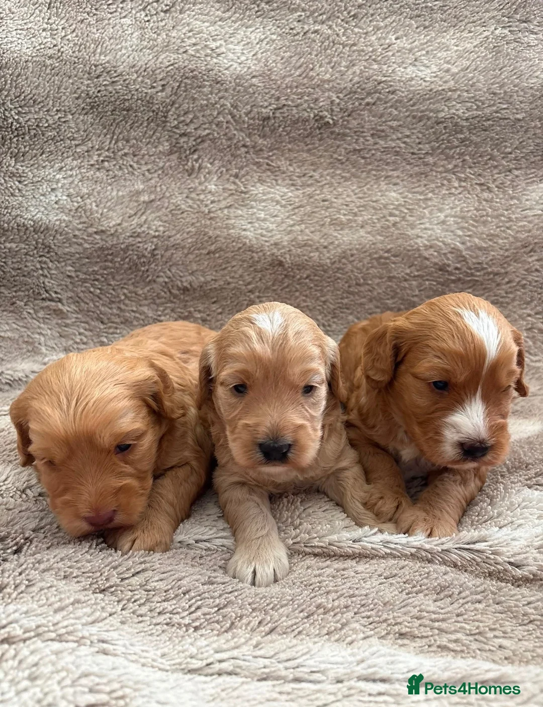 Cockapoo dogs for sale: Miniature cockapoo - Advert 2