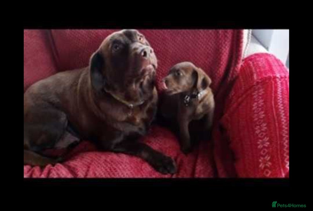 Labradoodle dogs for sale: Labradoodle puppies - Advert 1