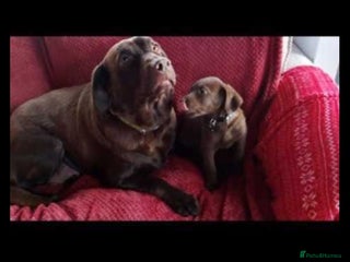 Labradoodle dogs Labradoodle puppies - Advert 2