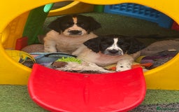English Springer Spaniel dogs for sale: Kc reg  dna tested springer spaniels  - Image 4