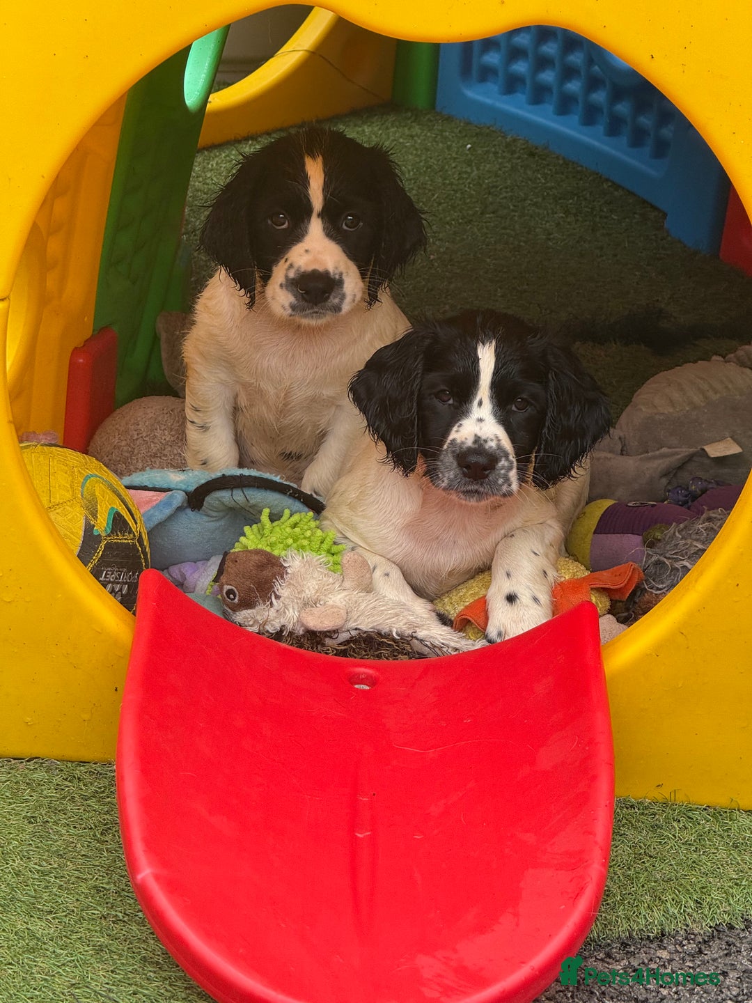 English Springer Spaniel dogs for sale: Kc reg  dna tested springer spaniels  - Image 4