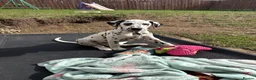Dalmatian dogs for sale:  KC REGISTERED DALMATIAN PUPS  - Advert 7