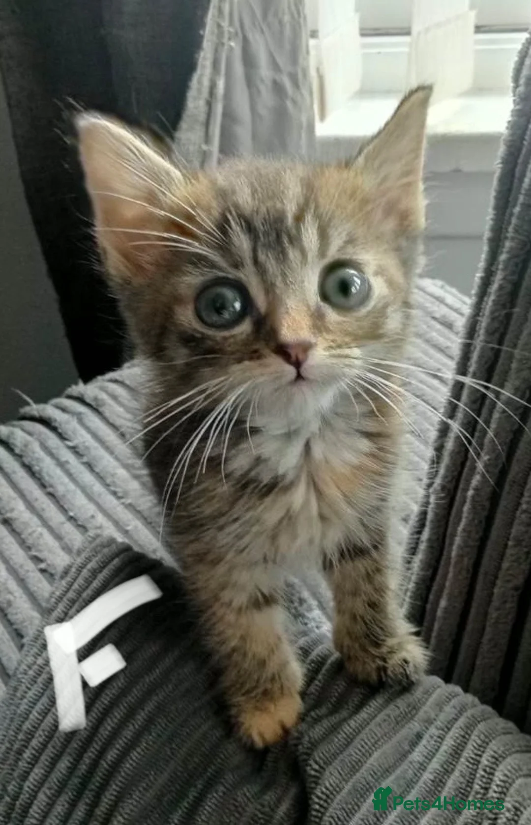 Mixed Breed cats for sale: 8wk old kittens in Dundee - Advert 7