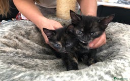 Domestic Shorthair cats for sale: LAST Gorgeous Tortoise Female Kitten! in Farnborough - Image 16