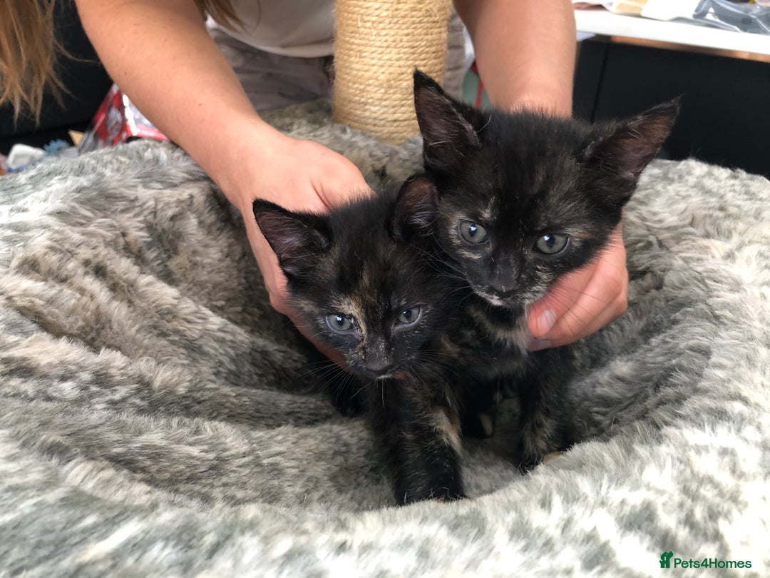 Domestic Shorthair cats for sale: LAST Gorgeous Tortoise Female Kitten! in Farnborough - Image 16