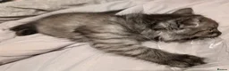 Siberian cats for sale: Smoke Siberian x Ragdoll kitten. Male. - Advert 4