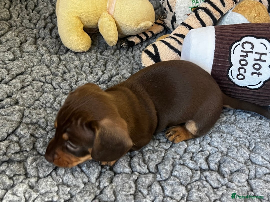 Miniature Dachshund dogs for sale: Playful smooth haired mini dachshunds Ready Now - Image 11