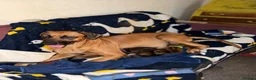 Rhodesian Ridgeback dogs for sale: Bred for beauty. Build and temperament. in Market Drayton - Advert 25
