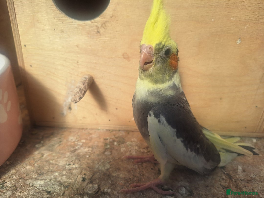 Cockatiels birds for sale: Cockatials - Image 3