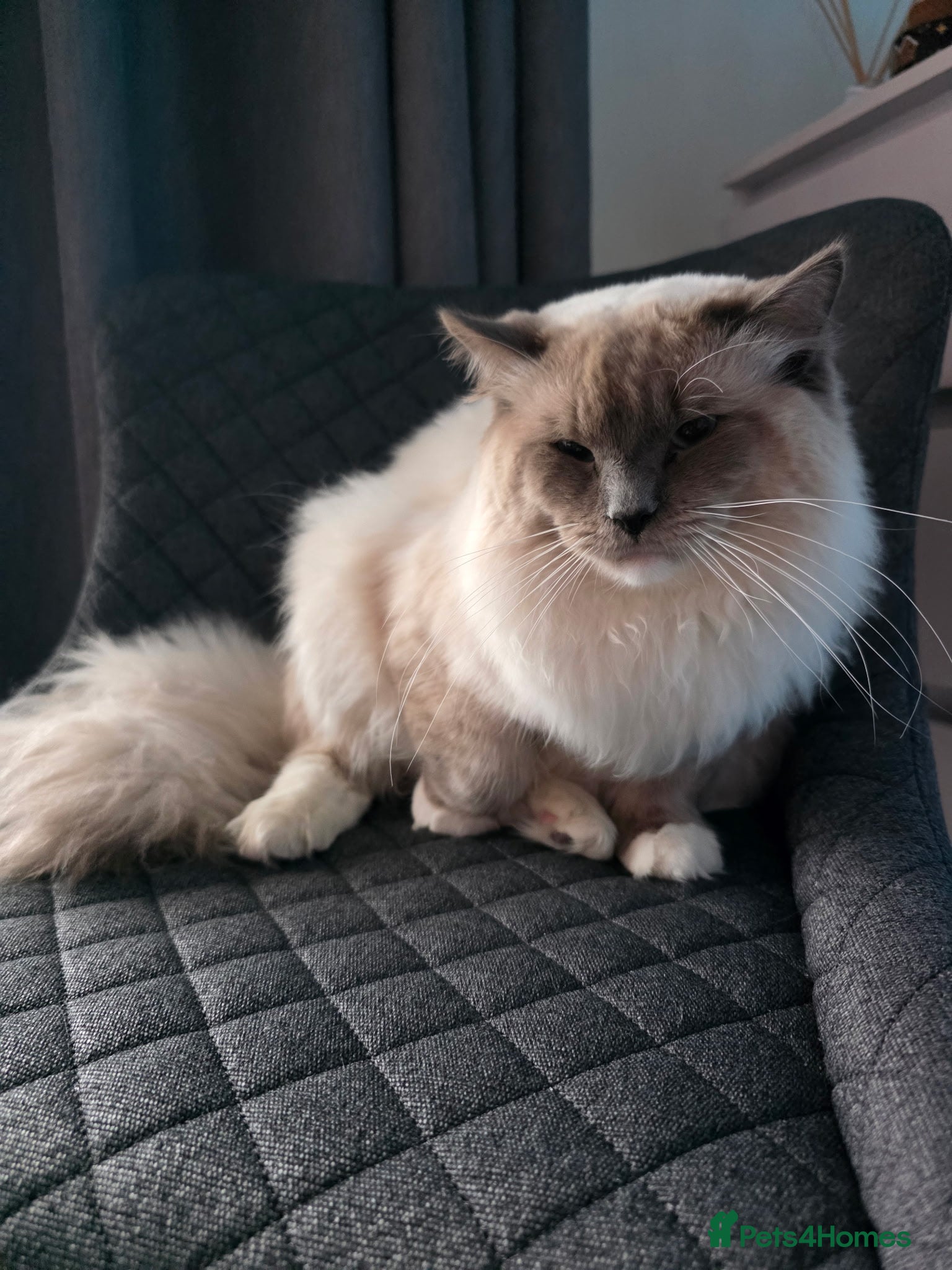 Ragdoll cats  Outstanding Blue Point Ragdoll Stud – £250  - Advert 5