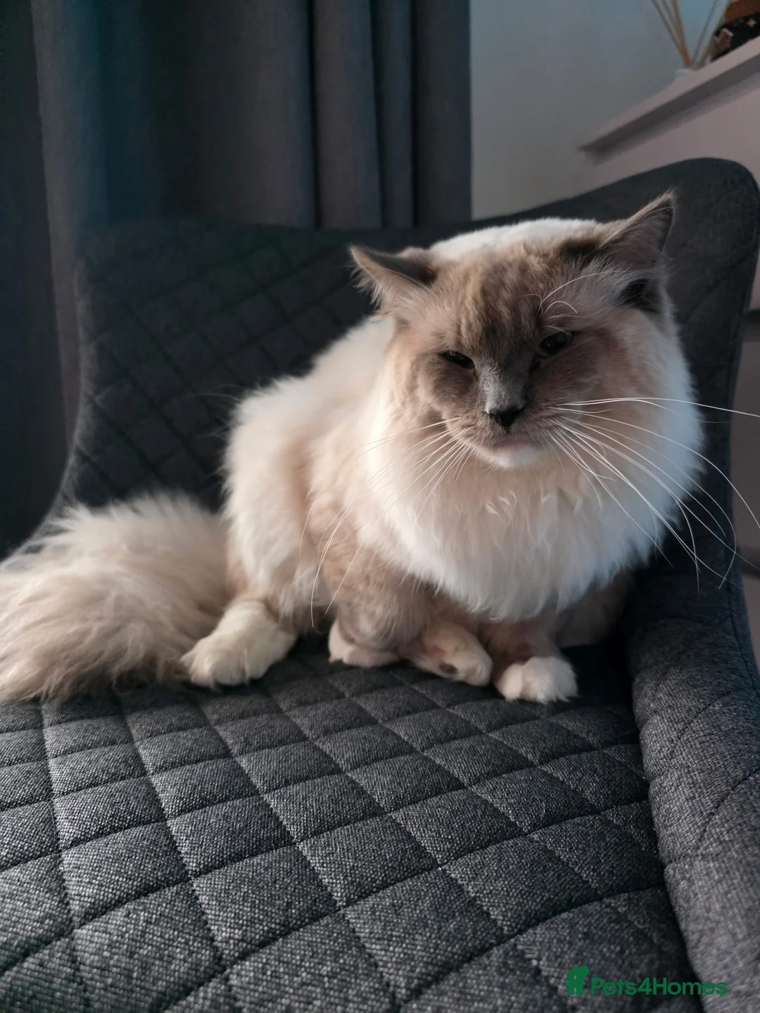 Ragdoll cats for stud:  Outstanding Blue Point Ragdoll Stud – £250  - Advert 1