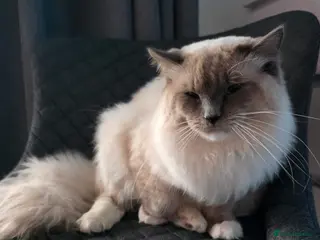 Ragdoll cats Outstanding Blue Point Ragdoll Stud – £250 - Advert 5