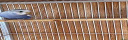 Budgerigars birds for sale: Baby budgie for sale 2 to 3 months  - Advert 5