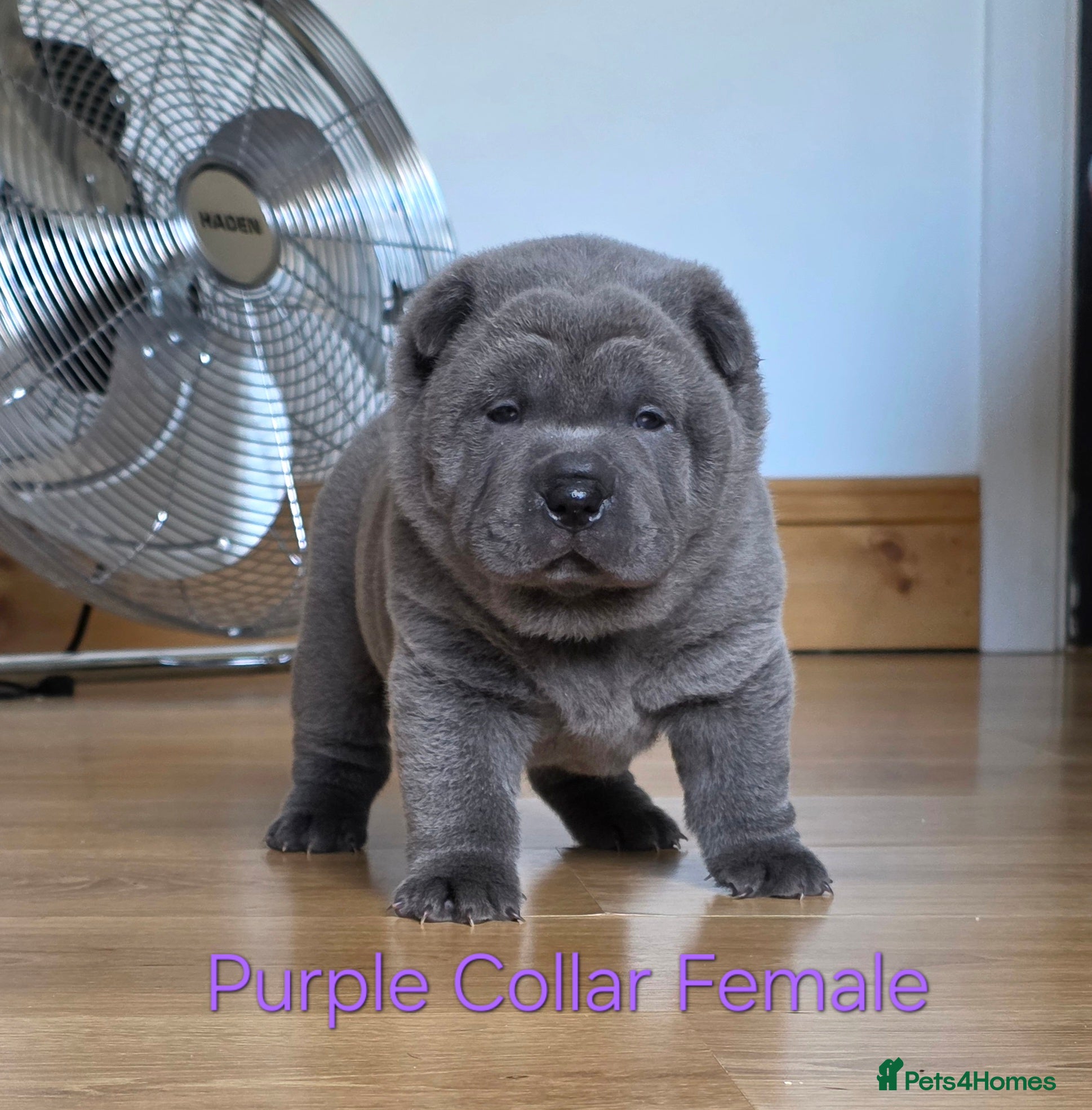 Mixed Breed dogs ChowPei Pups - Advert 5