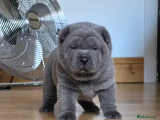 Mixed Breed dogs ChowPei Pups - Advert 5