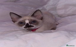 Siamese cats for sale: Kittens for re homing  - Image 6